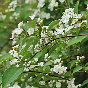 Prunus mahaleb