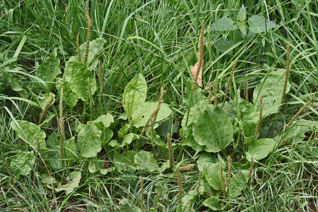 Plantago major