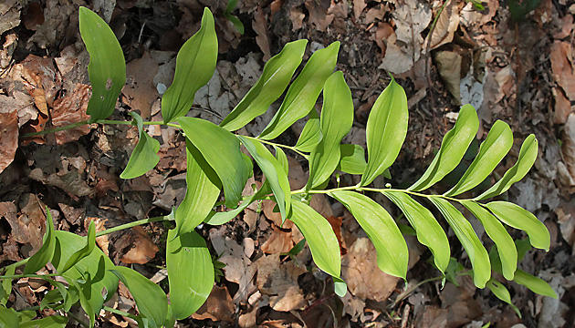 Polygonatum multiflorum