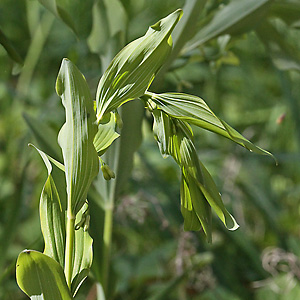 Polygonatum multiflorum