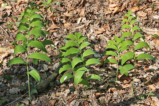 Polygonatum multiflorum