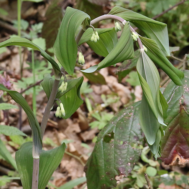 Polygonatum odoratum