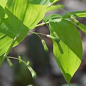 Polygonatum multiflorum
