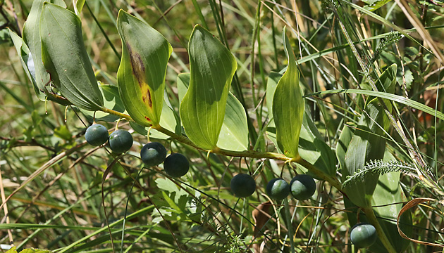Polygonatum odoratum