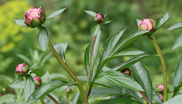 Paeonia officinalis