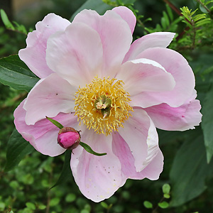 Paeonia officinalis