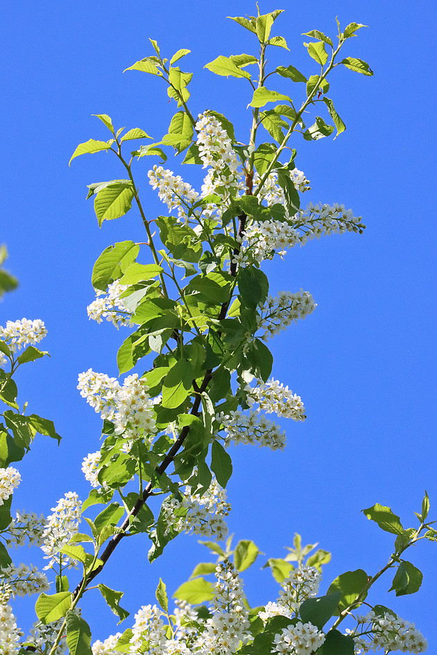 Prunus padus