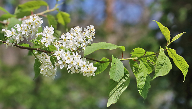 Prunus padus