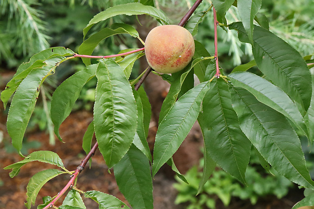 Prunus persica