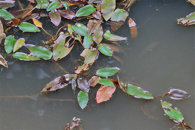 Potamogeton polygonifolius
