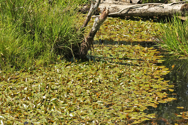 Potamogeton polygonifolius