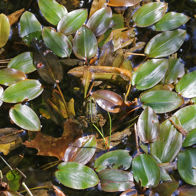 Potamogeton polygonifolius