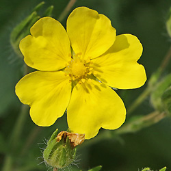 Potentilla recta