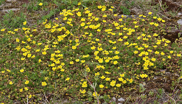 Potentilla reptans