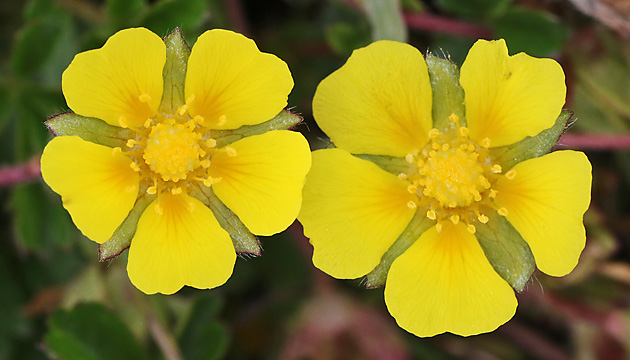 Potentilla reptans