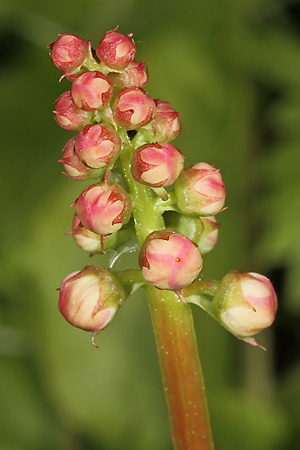 Pyrola rotundifolia