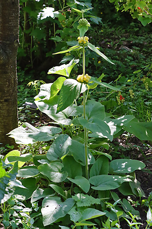 Phlomis russeliana