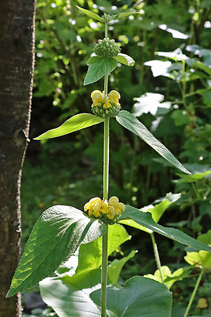Phlomis russeliana
