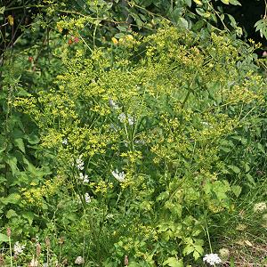 Pastinaca sativa