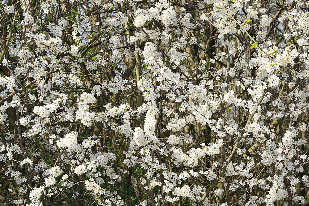 Prunus spinosa