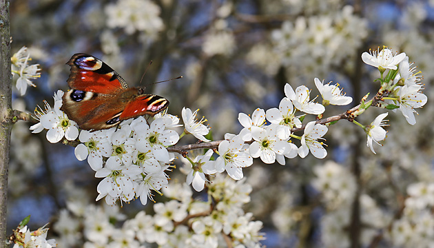 Prunus spinosa