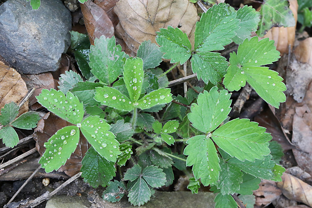 Potentilla sterilis