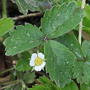 Potentilla sterilis
