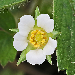 Potentilla sterilis