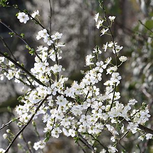Prunus subhirtella