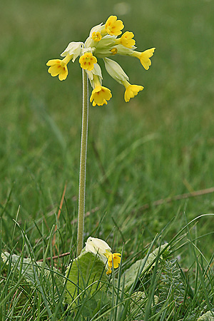 Primula veris