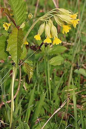 Primula veris
