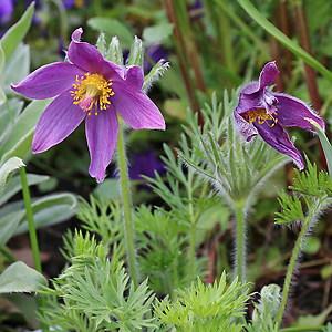 Pulsatilla vulgaris
