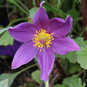 Pulsatilla vulgaris