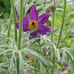 Pulsatilla vulgaris