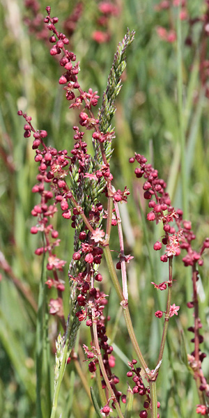 Rumex acetosa