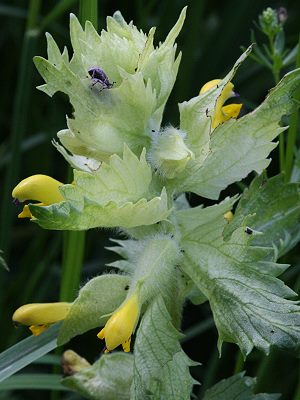 Rhinanthus angustifolius