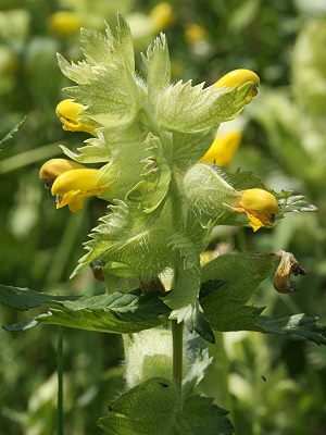 Rhinanthus angustifolius