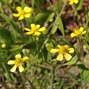 Ranunculus flammula