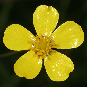 Ranunculus flammula