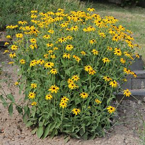 Rudbeckia fulgida