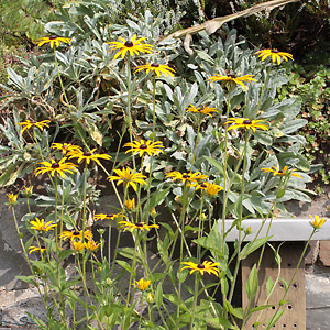 Rudbeckia fulgida