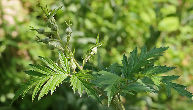 Rubus laciniatus