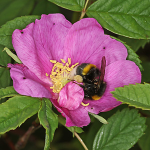 Rosa majalis & Bombus terrestris