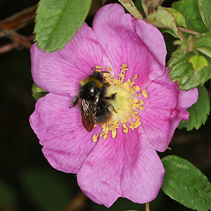 Rosa majalis & Bombus terrestris