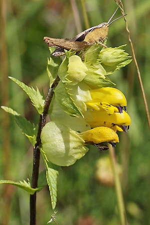 Rhinanthus minor