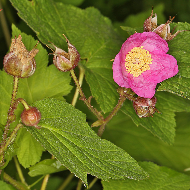Rubus odoratus