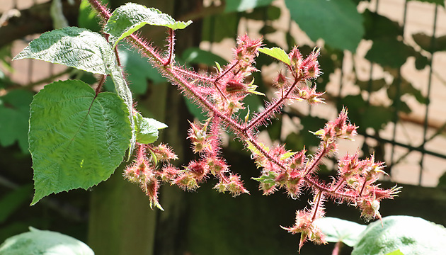 Rubus phoenicolasius (2.6.2022) Rubus phoenicolasius