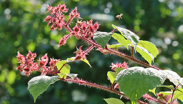Rubus phoenicolasius (2.6.2022) Rubus phoenicolasius
