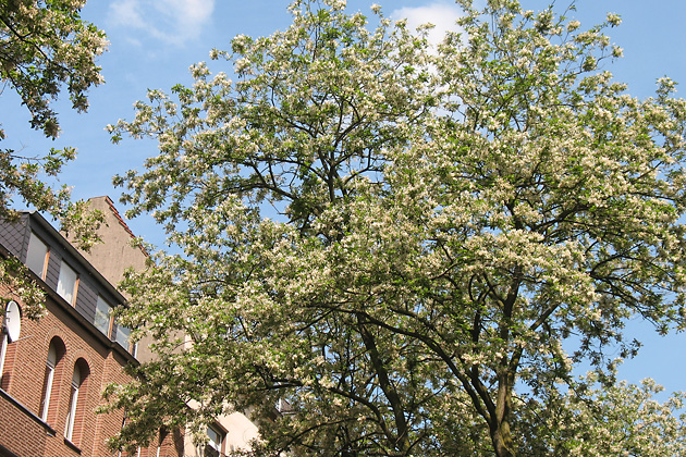 Robinia pseudoacacia