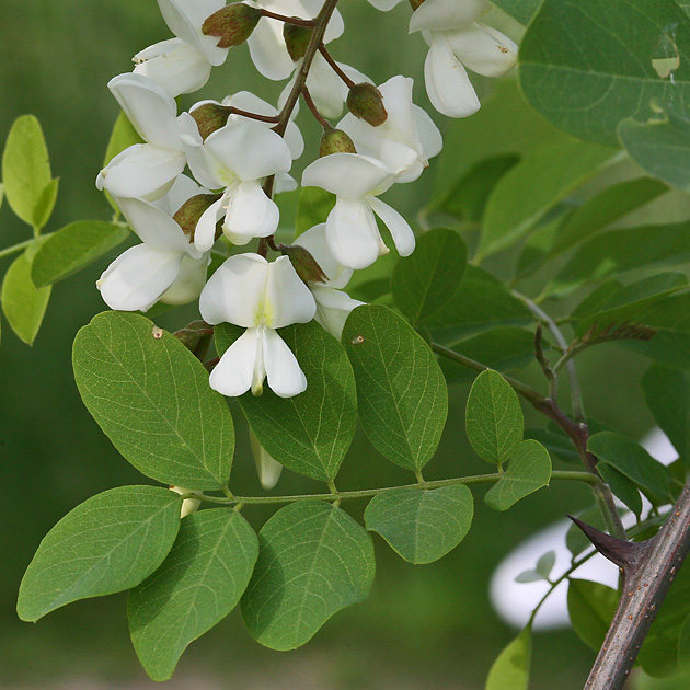 Robinia pseudoacacia